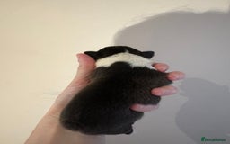 Boston Terrier dogs for sale: Stunning litter Kc reg Boston terriers  - Image 14