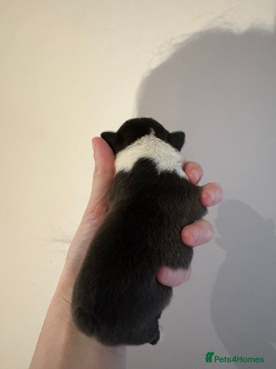 Boston Terrier dogs for sale: Stunning litter Kc reg Boston terriers  - Image 14