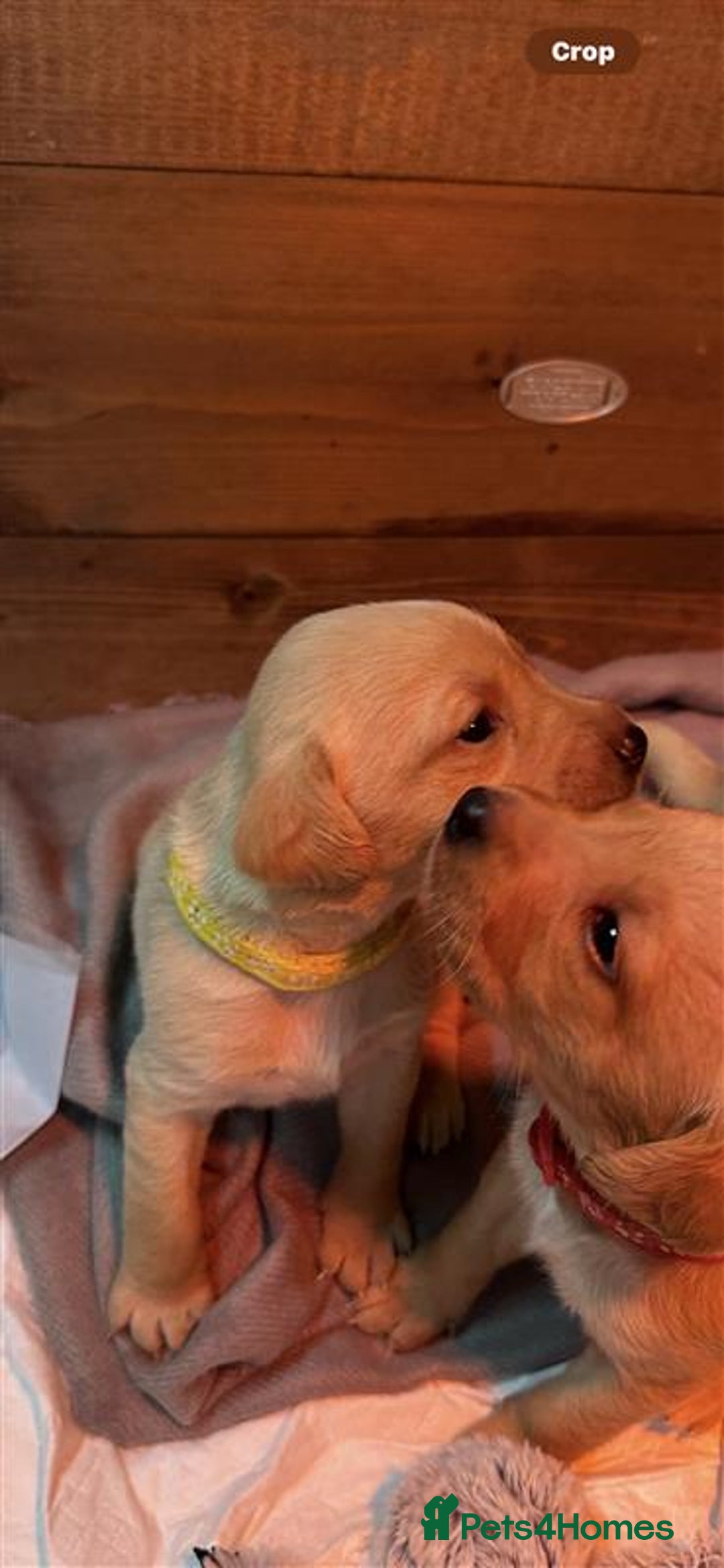 Labrador Retriever dogs for sale: Labrador Puppies Looking for Their Forever Homes!  - Image 19