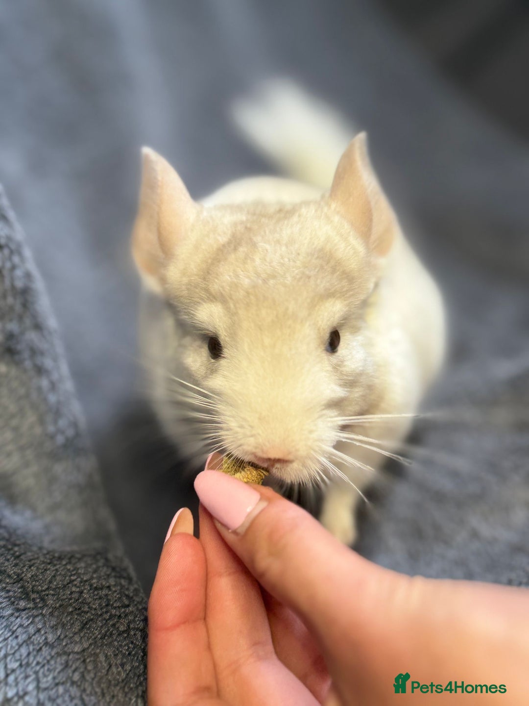 Chinchilla rodents for sale: Beautiful & Friendly Baby Chinchillas  - Image 6