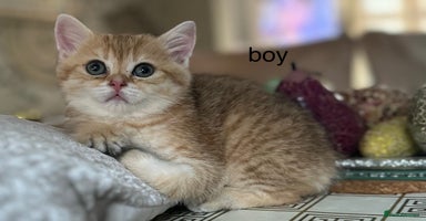 British Shorthair cats in Hayes - Advert 8
