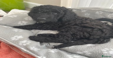 Cockapoo dogs - Advert 4