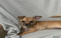 Chihuahua dogs for sale: 1 male and 1 female smooth coat Chihuahua - Image 9