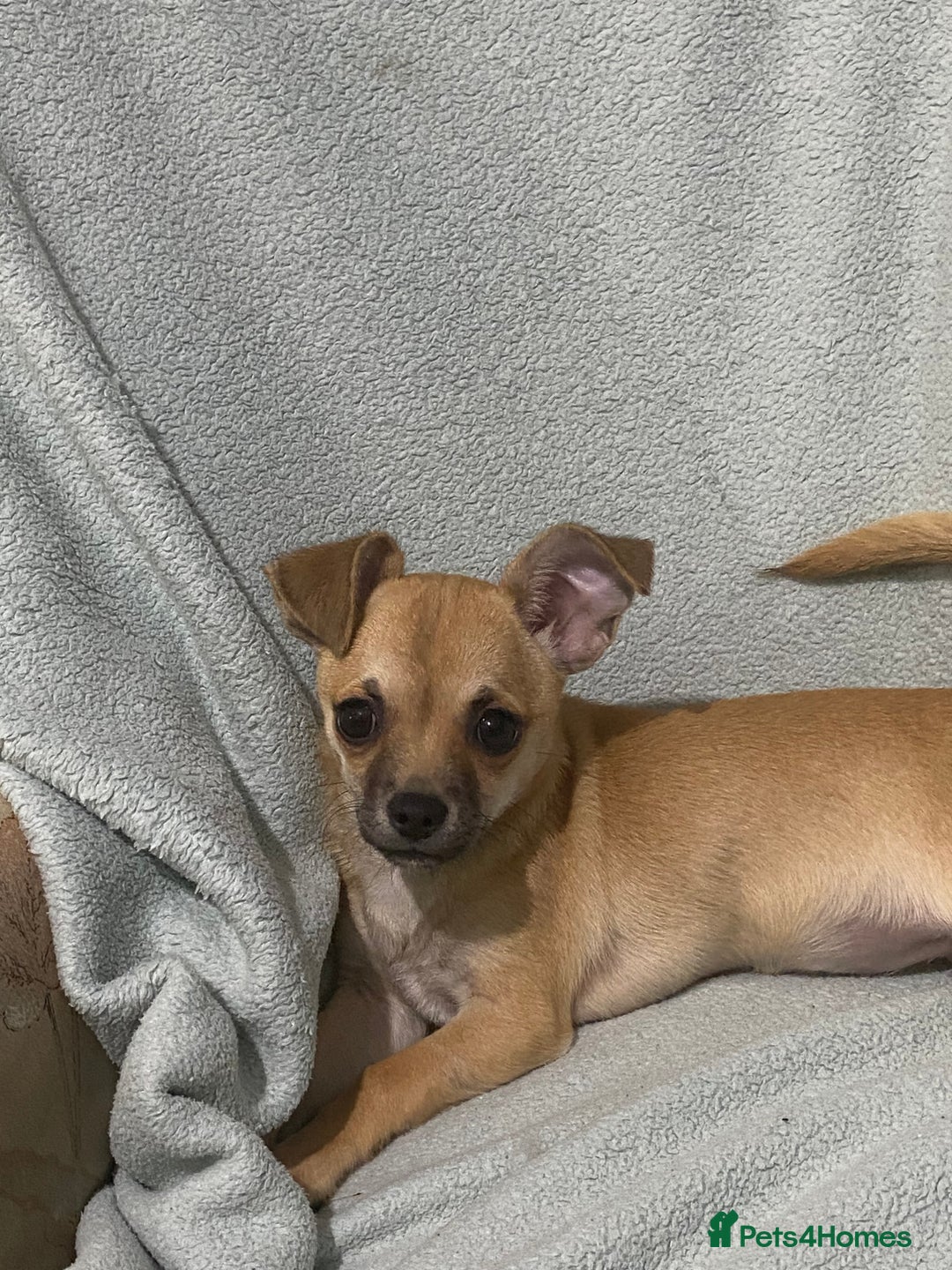 Chihuahua dogs for sale: 1 male and 1 female smooth coat Chihuahua - Image 9