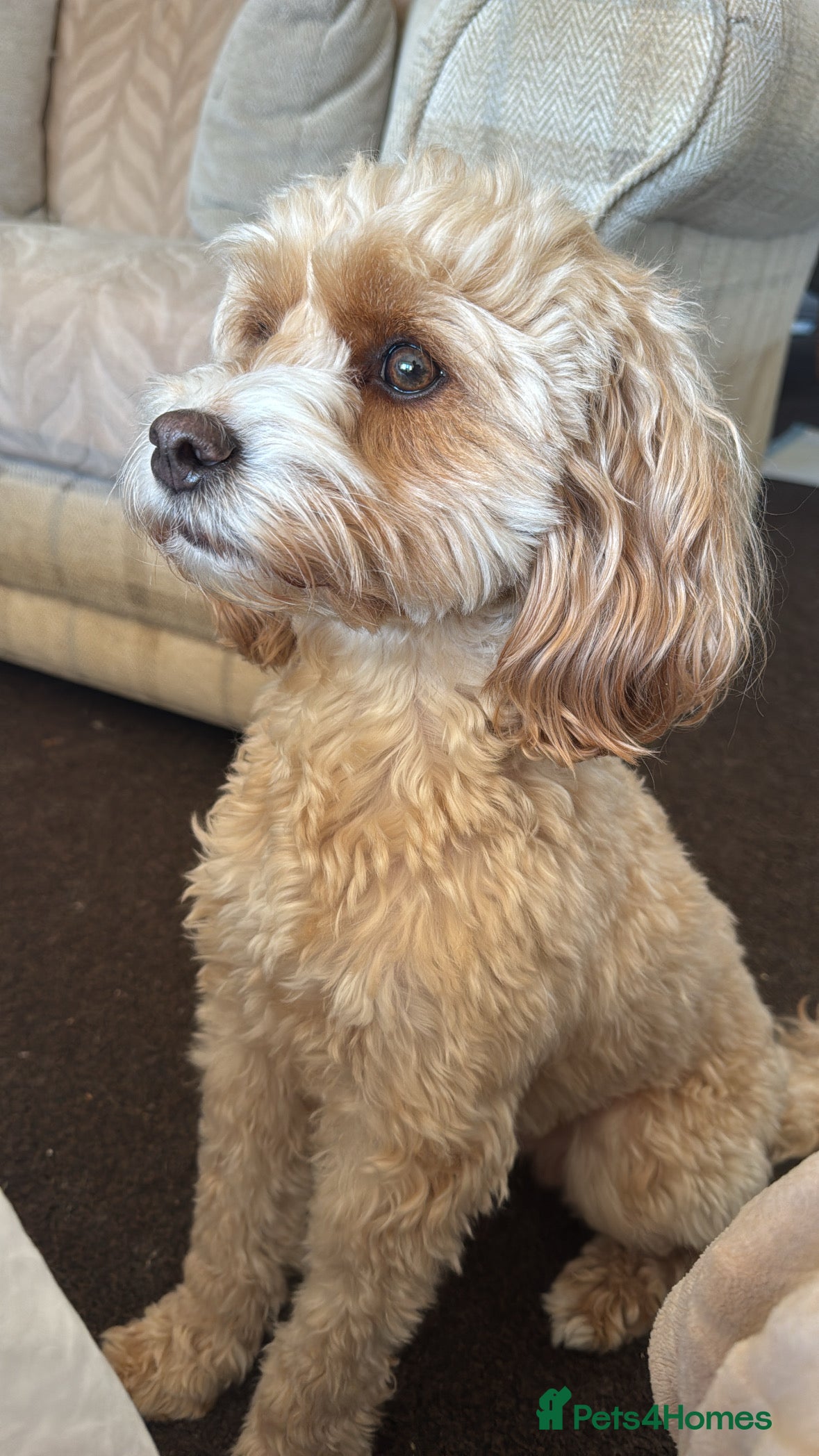 Cavapoochon dogs Adorable Cavapoochon Puppies - Hypoallergenic ❤️ - Advert 1