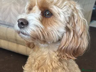 Cavapoochon dogs Adorable Cavapoochon Puppies - Hypoallergenic ❤️ - Advert 1