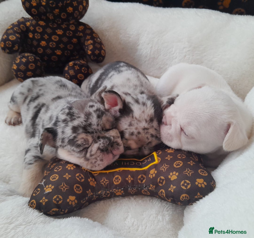 French Bulldog dogs for sale: French bulldog , merle, platinum, fluffy carriers. - Image 13