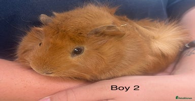 Guinea Pig rodents in Winsford - Advert 15