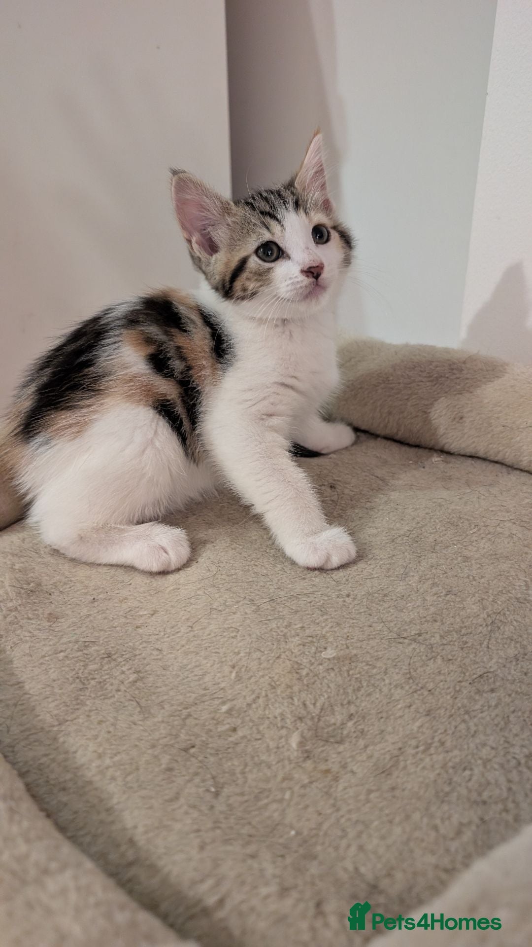 Mixed Breed cats 5 Beautiful Female Calico & Torbie Kittens - Advert 1