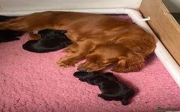 Cocker Spaniel dogs for sale:  Quality Cocker Spaniel Puppy - Image 4