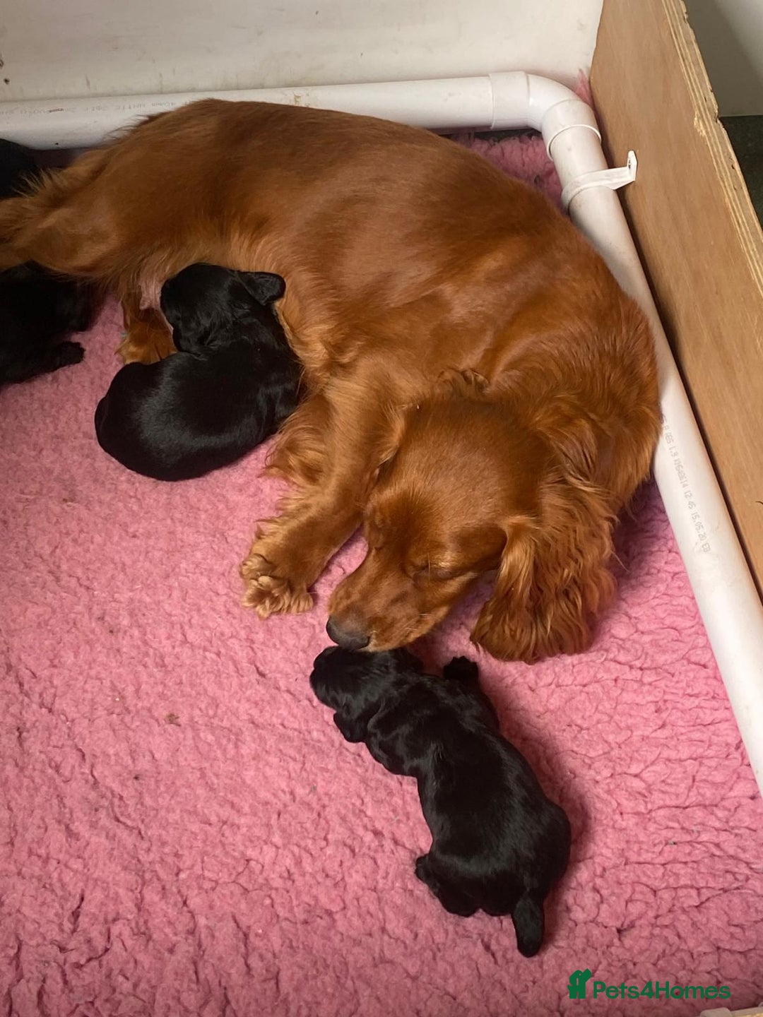 Cocker Spaniel dogs for sale:  Quality Cocker Spaniel Puppy - Image 4