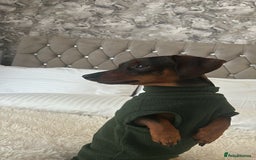 Miniature Dachshund dogs for stud: PROVEN beautiful miniature dachshund for stud  - Image 3