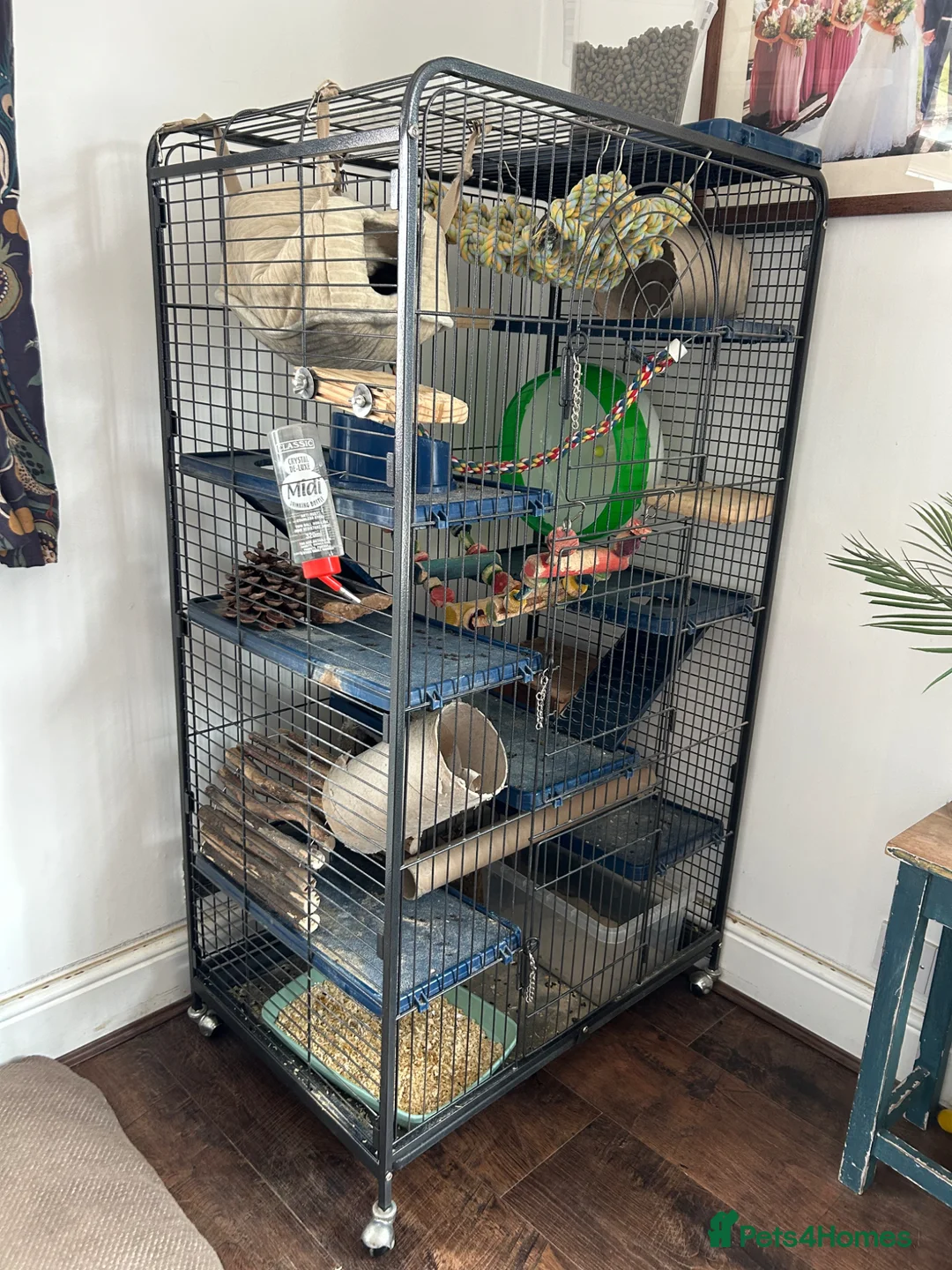 Chinchilla rodents for sale: 2 male chinchillas  in Evesham - Advert 4