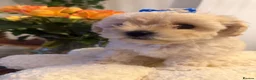 Maltipoo dogs for sale: Maltipoo  - Advert 7