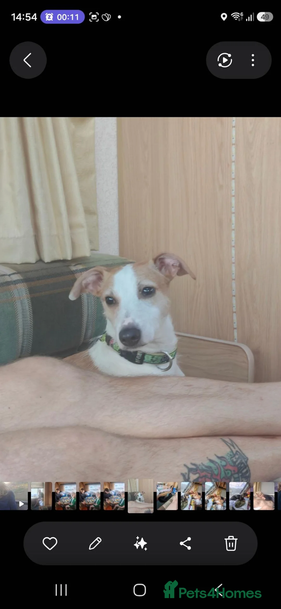 Mixed Breed dogs for sale: Rottweiler x lurcher  - Advert 2