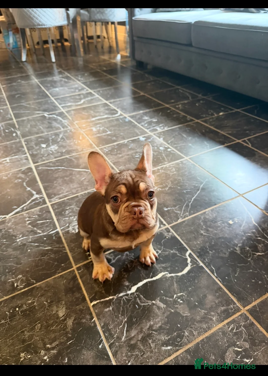 French Bulldog dogs for sale: French bulldog puppy  - Advert 1