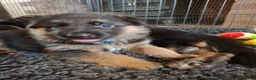 German Shepherd dogs for sale: 1 Gorgeous Male German Shepherd puppy - Advert 14