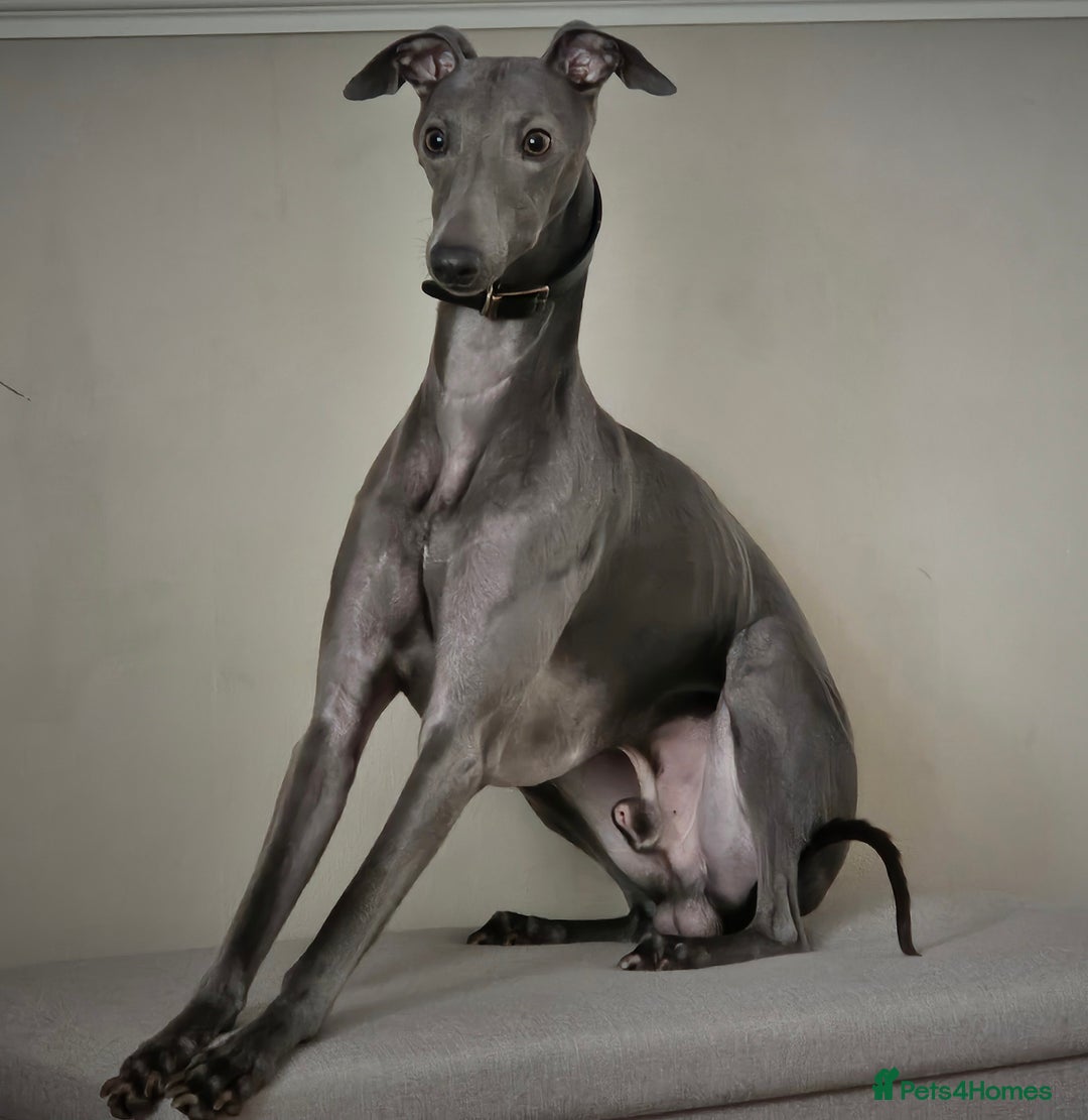 Whippet dogs for stud: Proven KC registered Laguna Whippet for stud - Image 1