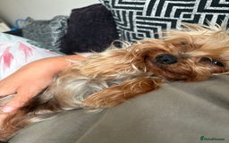 Yorkshire Terrier dogs for sale: Yorkshire terrier puppies - Image 5