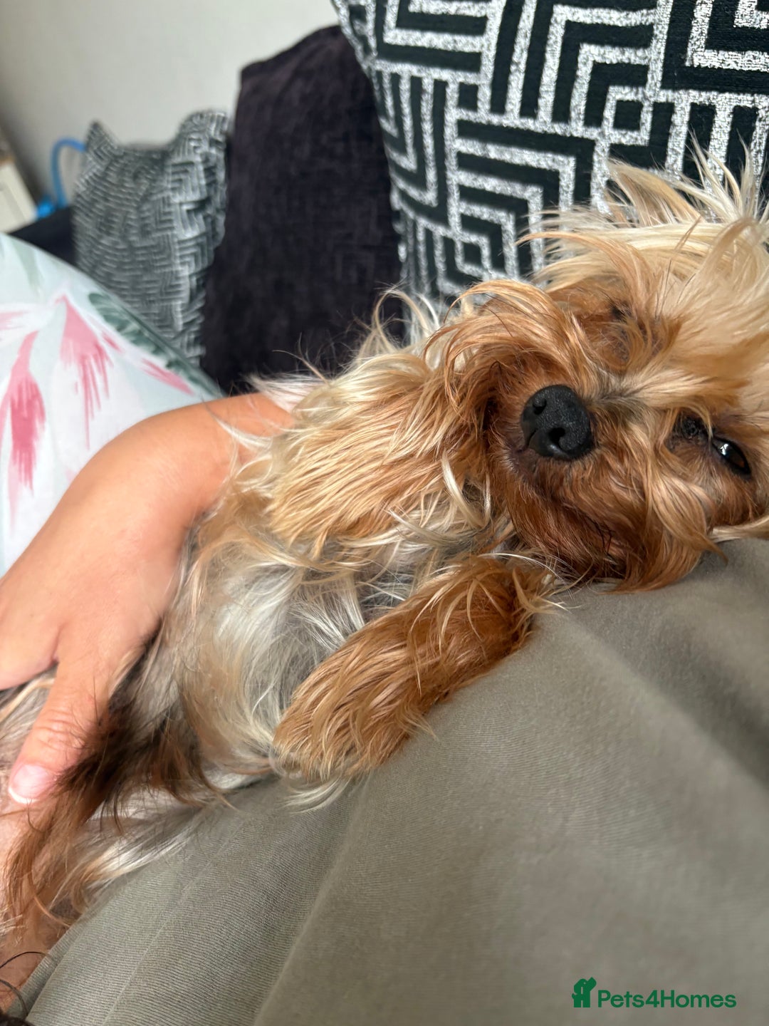Yorkshire Terrier dogs for sale: Yorkshire terrier puppies - Image 5