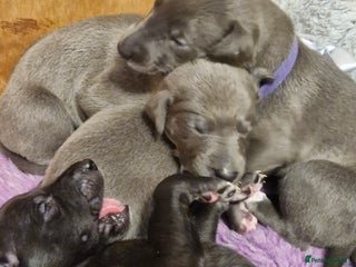 Whippet dogs - Advert 9