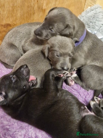 Whippet dogs - Advert 8