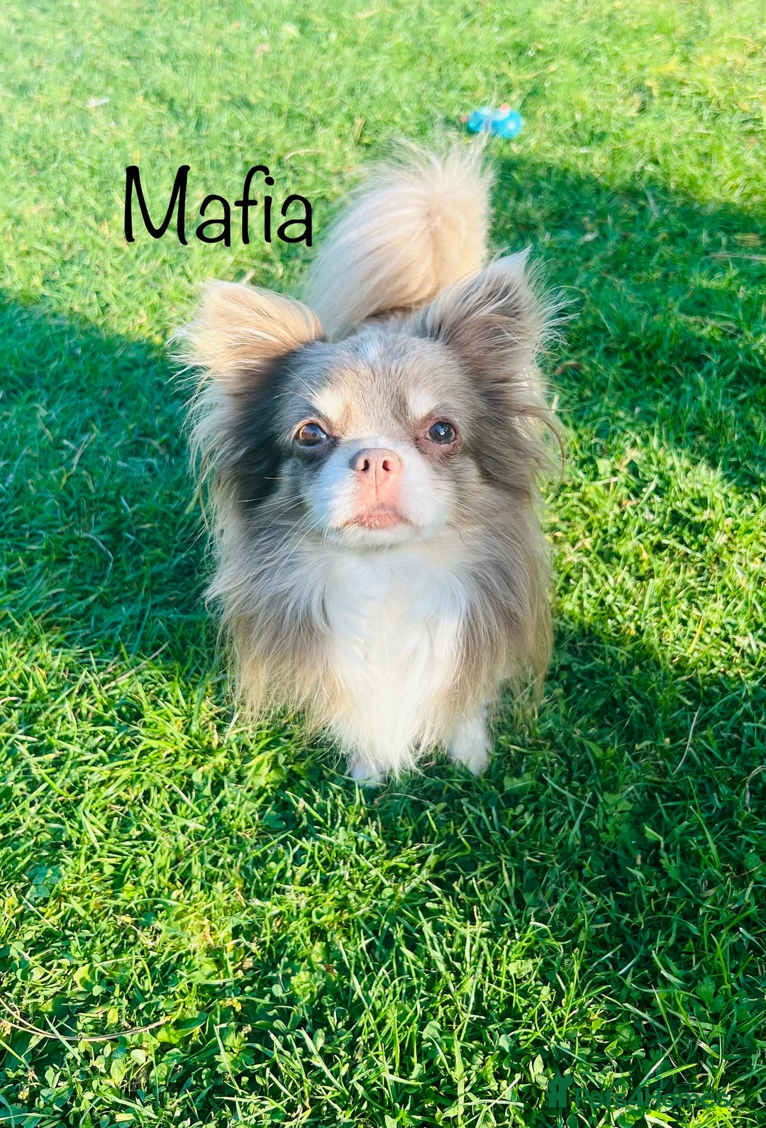 Chihuahua dogs for stud: Lilac and tan Russian import stud dog DNA tested in Rotherham - Advert 7