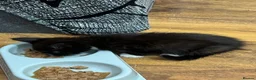 Mixed Breed cats for sale: Mixed Tabby  - Advert 8