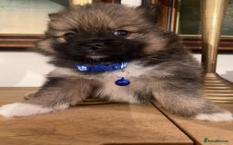 Pomeranian dogs for sale: Pomeranian puppies  - Image 18