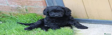 Cockapoo girl 2