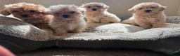Maltipoo dogs for sale: Exquisite F1 Maltipoo Puppies Available - Advert 2