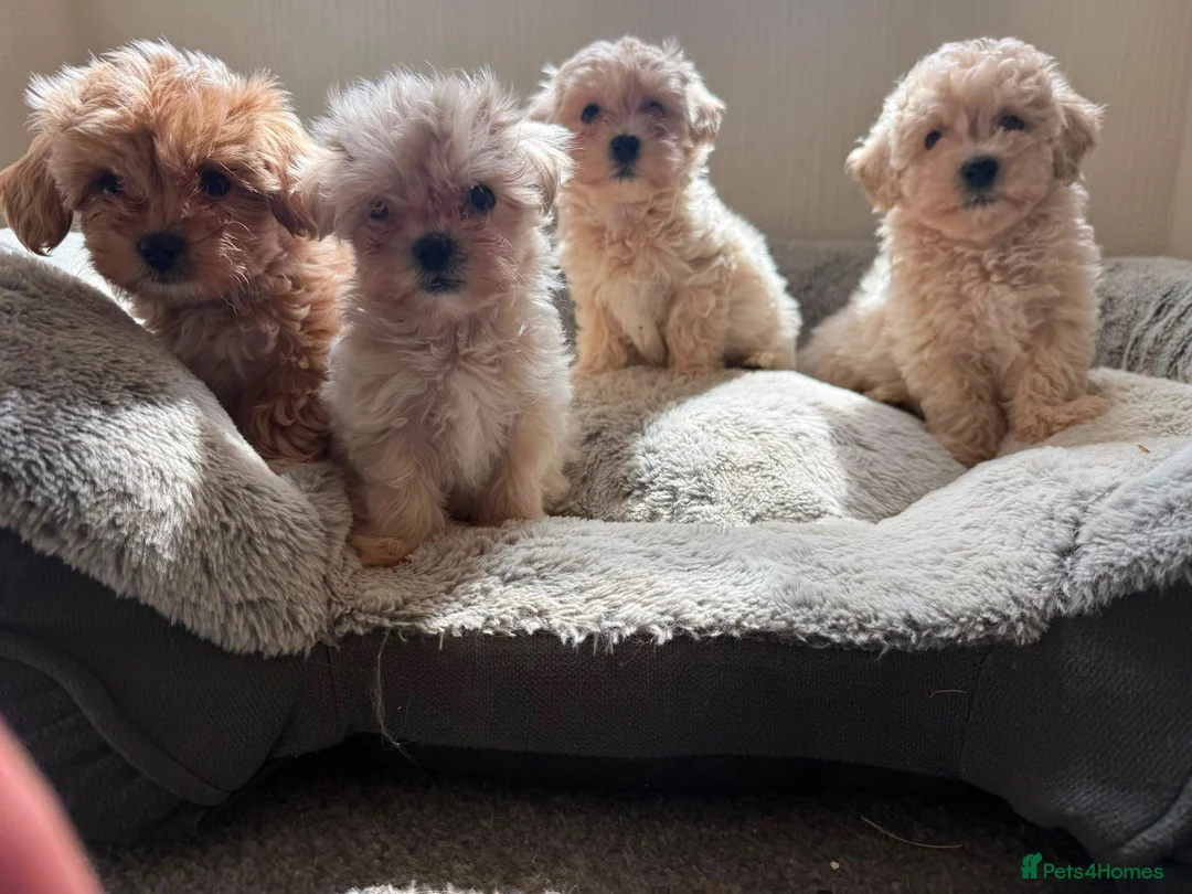 Maltipoo dogs for sale: Exquisite F1 Maltipoo Puppies Available - Advert 2