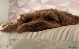 Cavapoo dogs for sale: Beautiful cavapoo looking for her forever home - Image 1