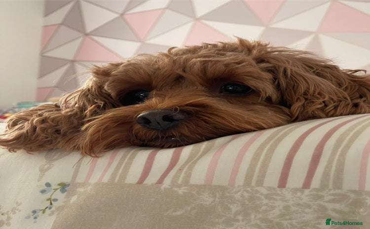 Cavapoo dogs - Advert 1