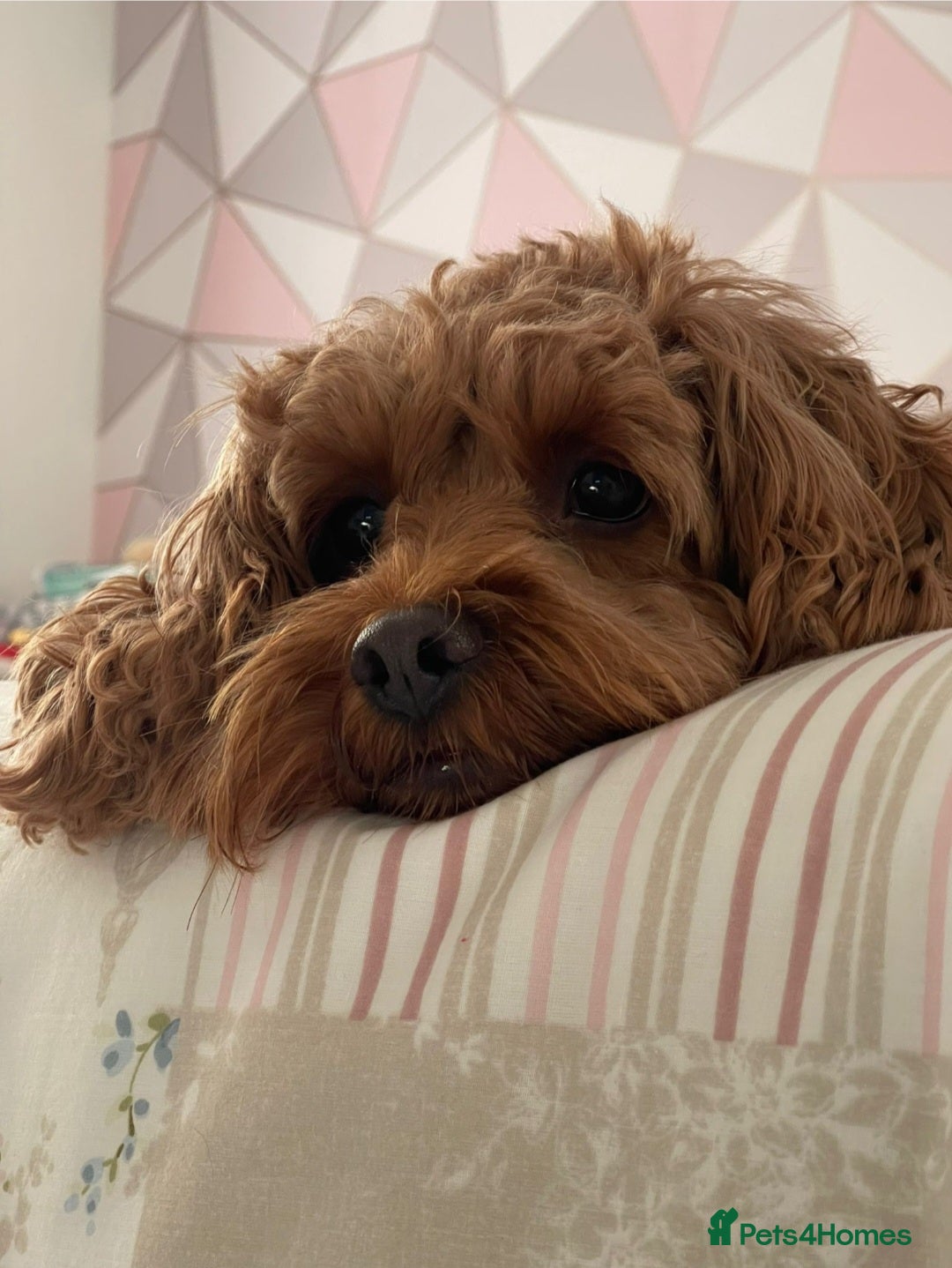 Cavapoo dogs for sale: Beautiful cavapoo looking for her forever home - Image 1