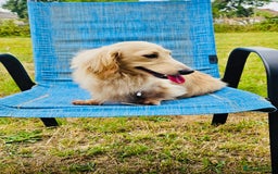 Miniature Dachshund dogs for sale: Cream Litter 5 Star Breeder ⭐️⭐️⭐️⭐️⭐️  - Image 16