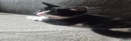Mixed Breed cats for sale: Brother and sister  in Telford - Advert 4