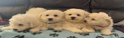 Bichon Frise dogs for sale: bichon Frise puppies  - Advert 5