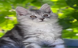 Maine Coon cats for sale: ✨🌟Beautiful The last little boy Maine Coon 😻🌟✨ - Image 12
