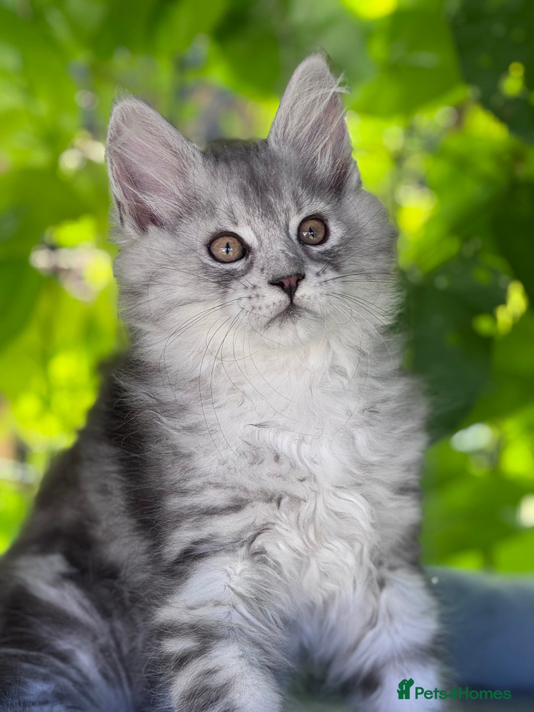 Maine Coon cats for sale: ✨🌟Beautiful The last little boy Maine Coon 😻🌟✨ - Image 12