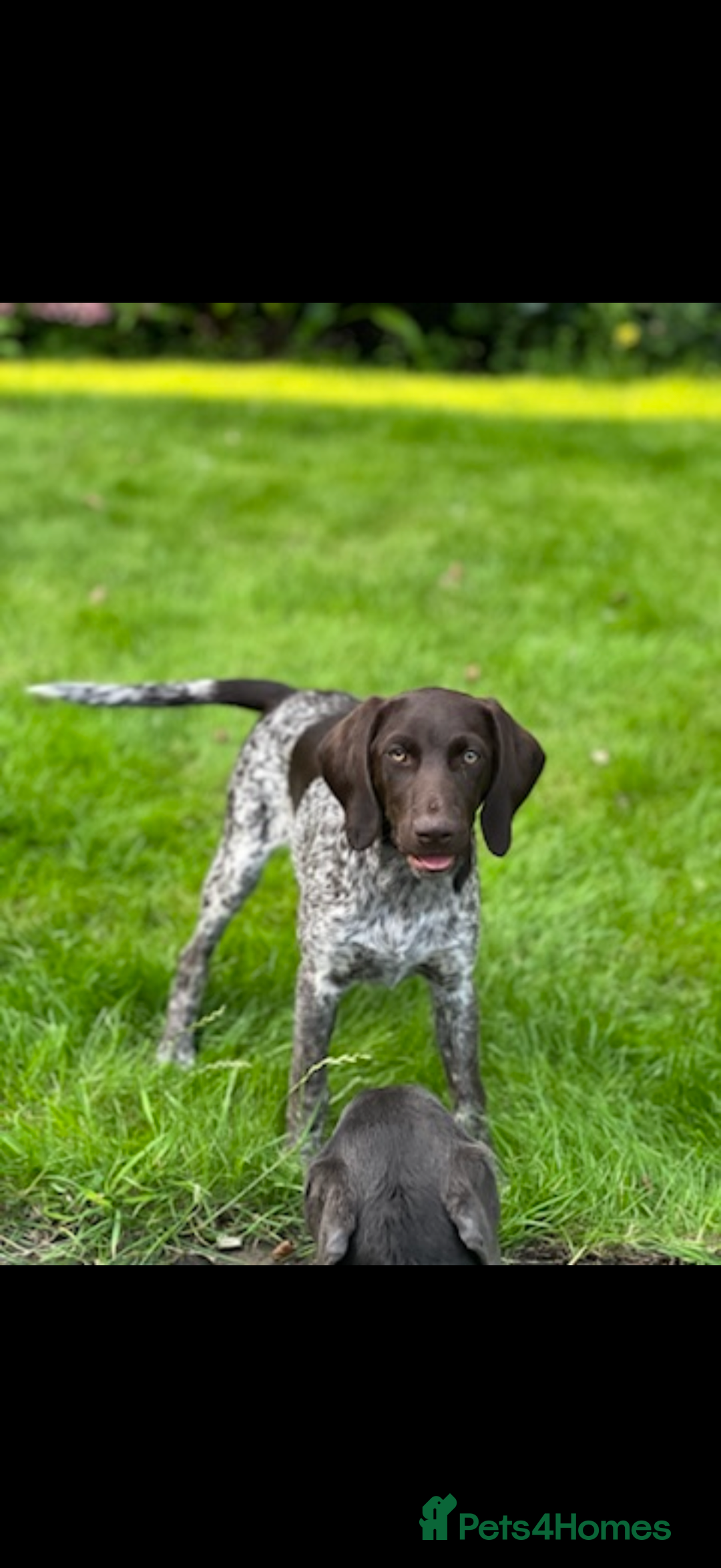 German Shorthaired Pointer dogs for sale: The perfect family dog!  - Advert 7
