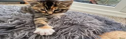 Mixed Breed cats for sale: Tabby Kittens and Ginger - Advert 7