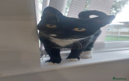 Domestic Shorthair cats for sale: Female black and white kitten - Image 3