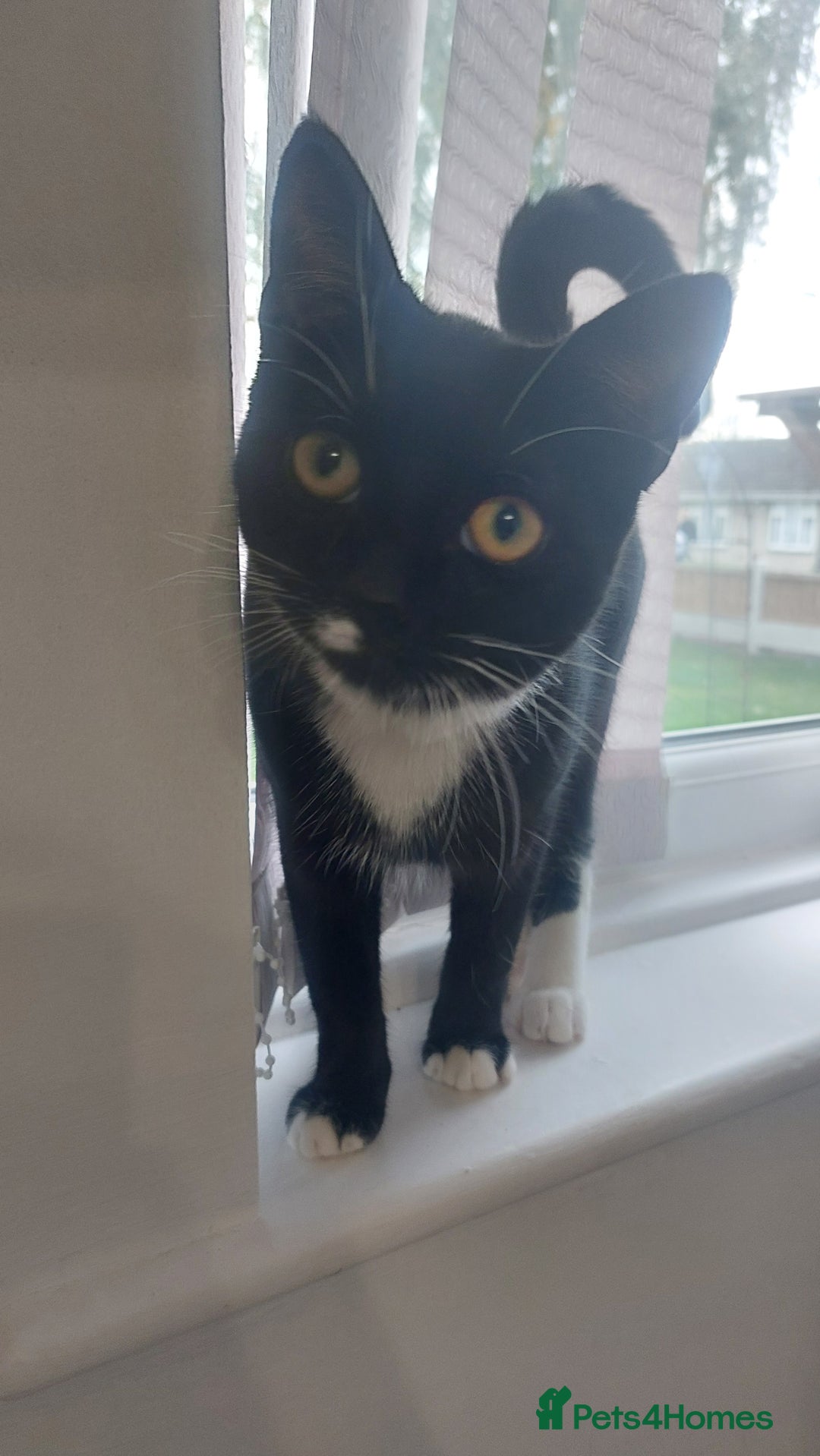 Domestic Shorthair cats for sale: Female black and white kitten - Image 3