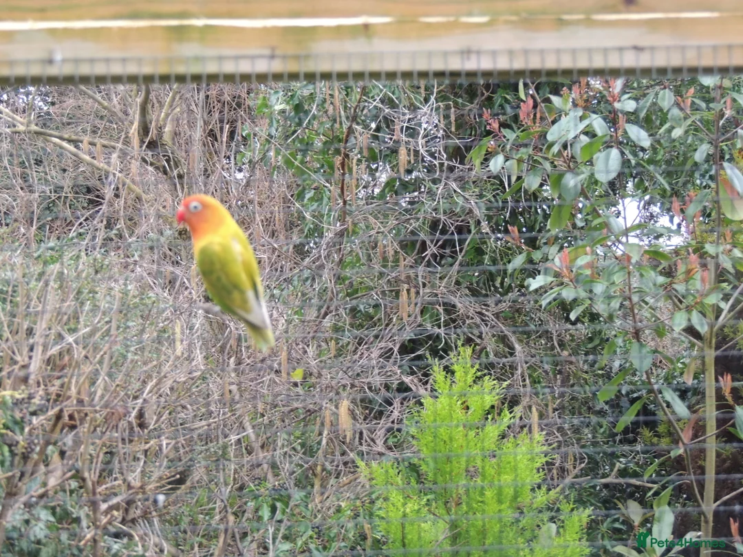 Lovebirds birds for sale: 2 Female lovebirds in Ruthin - Advert 1