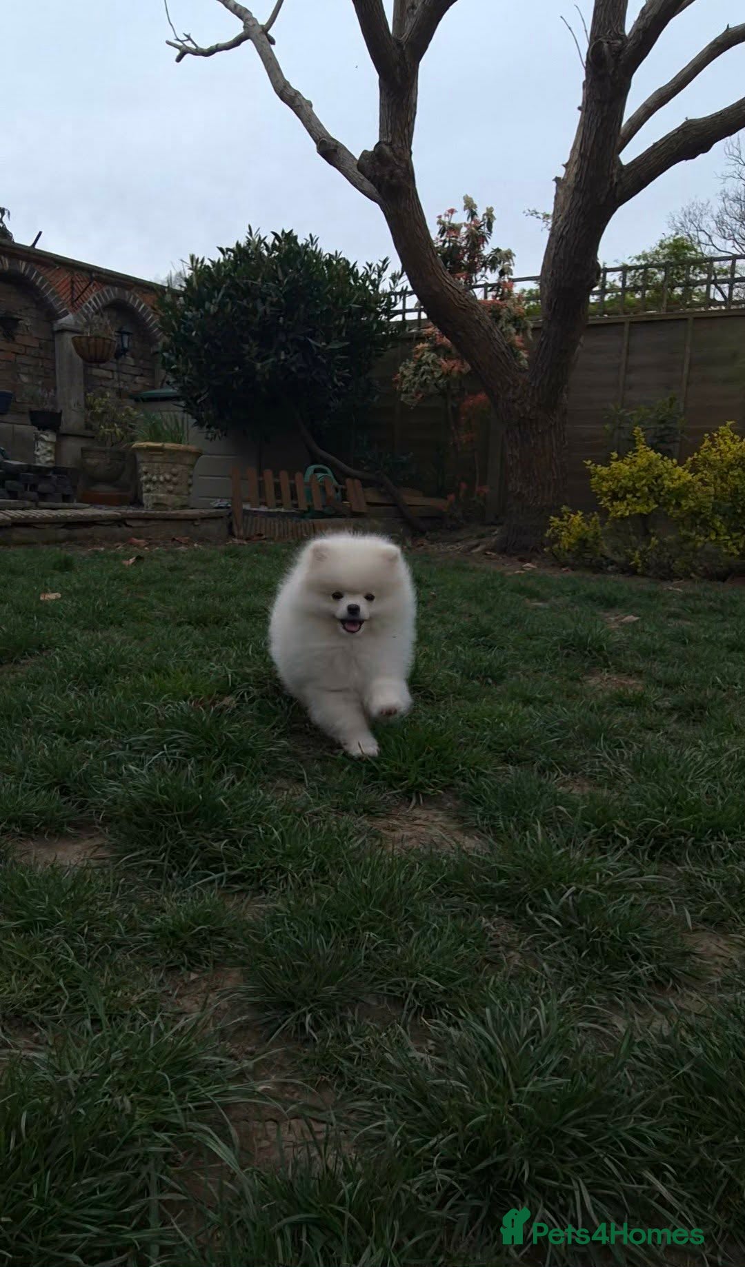 Pomeranian dogs Quality Pomeranian Puppies Chunky Teddy Bear Type - Advert 2