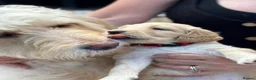 Double Doodle dogs for sale: Beautiful Golden St Bernadoodle Puppies for Sale  in Crewe - Advert 8
