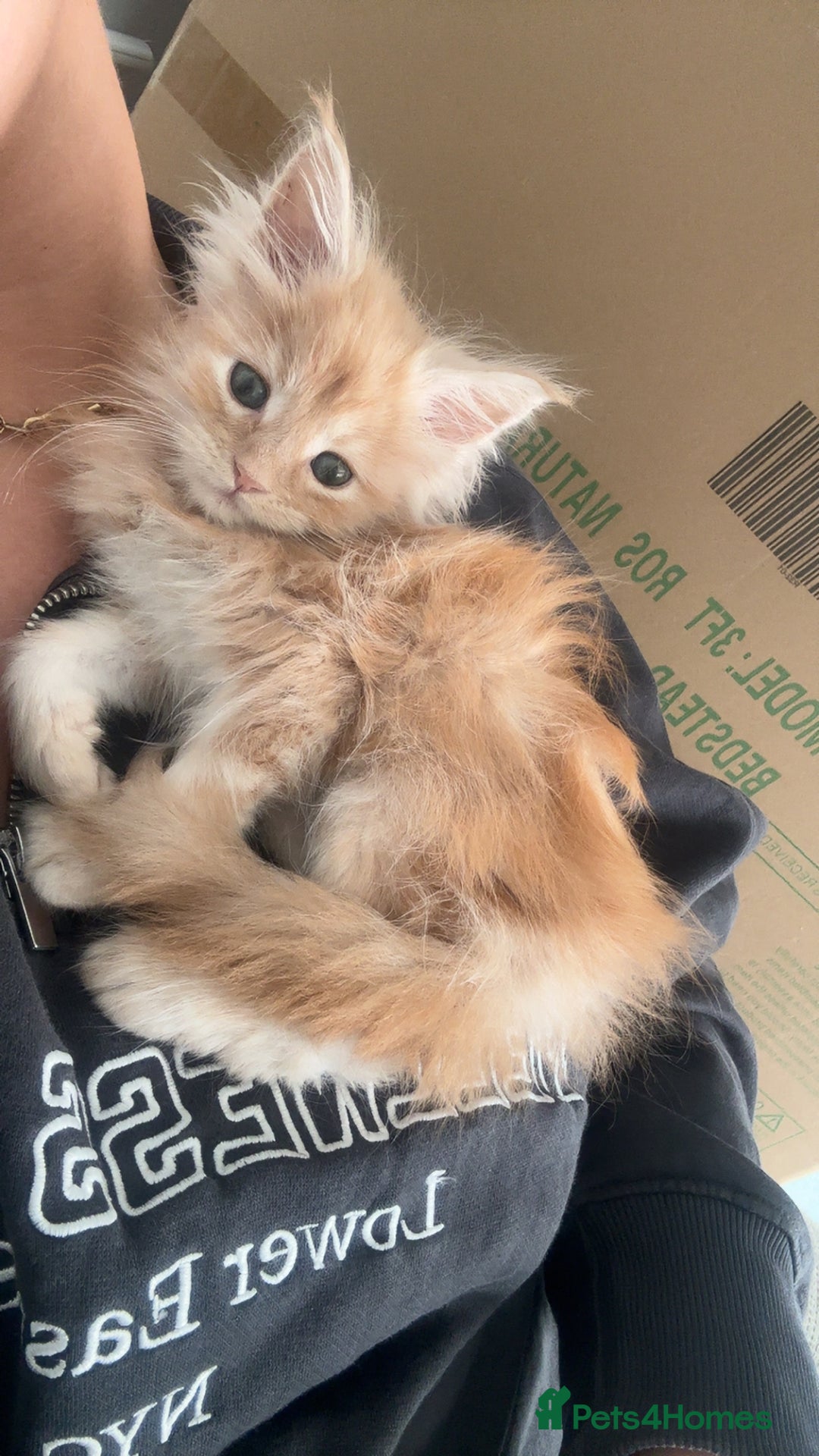 Maine Coon cats for sale: Ginger Maine coon kitten  - Image 5