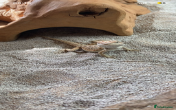 Bearded Dragon reptiles for sale: Female hypo baby bearded dragon - Image 5