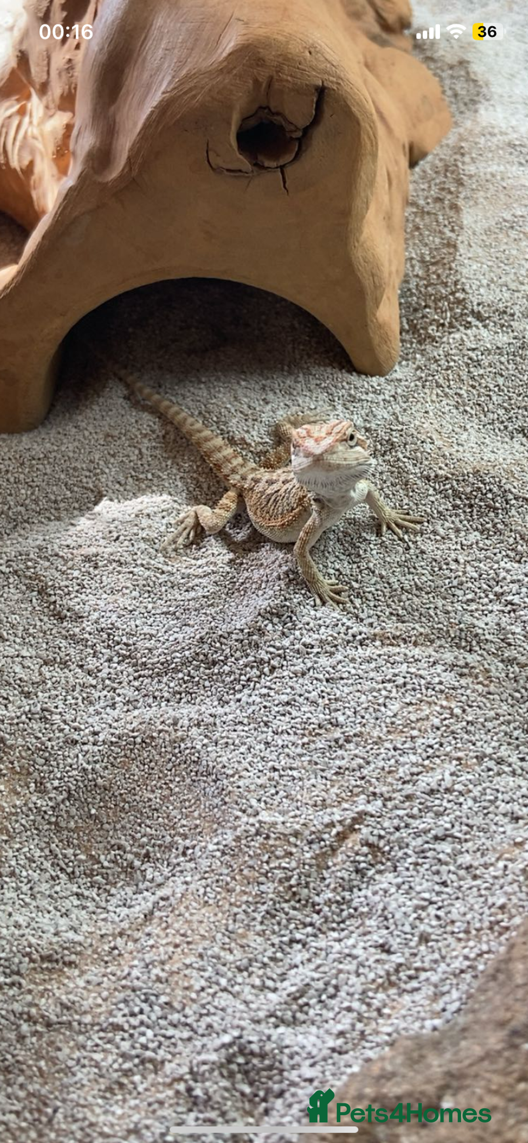 Bearded Dragon reptiles for sale: Female hypo baby bearded dragon - Image 5